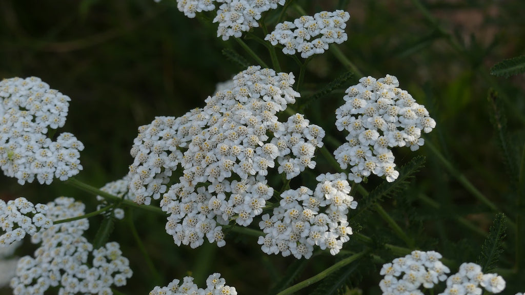 Yarrow's Benefits for Skin Health used in LILIXIR Ageless Rejuvenating Night Serum