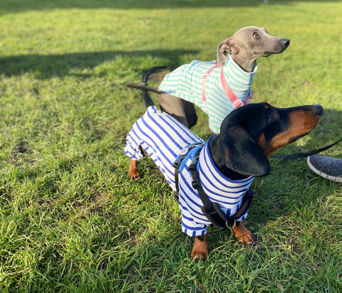 Dachshund and Italian greyhound wearing organic cotton dog jumpers