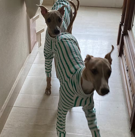 LE PUP customer review of PETIT POIS whippet dog jumpers