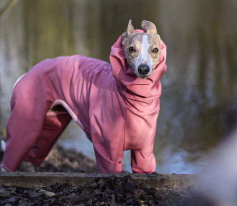 Dusty pink dog raincoat made to measure for whippet