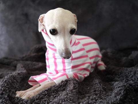 LÈ PUP organic cotton pink striped GUAVA dog jumper worn by an Italian greyhound