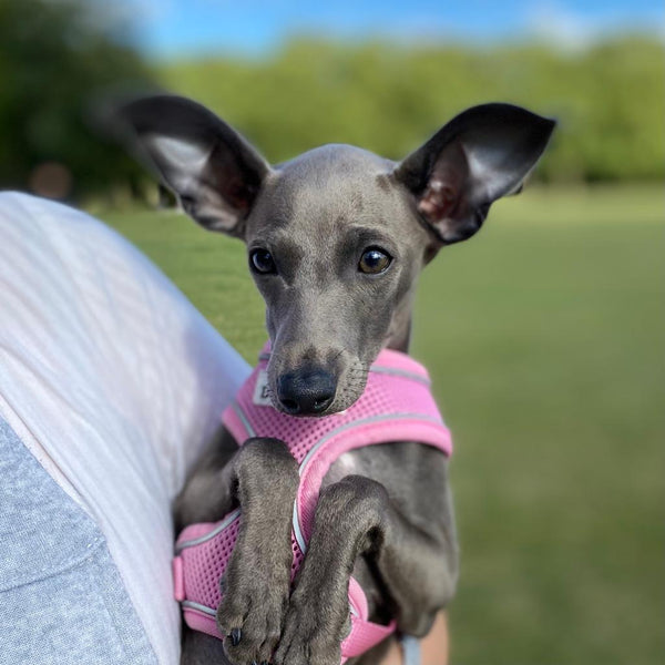 Cute Italian Greyhound puppy in the park before vaccinations
