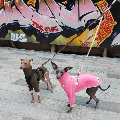 Italian greyhounds wearing custom dog jumpers in front of graffiti