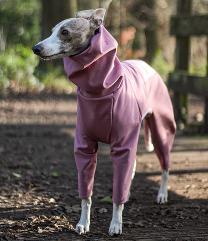 Whippet wearing pink LÈ PUP dog raincoat outdoors