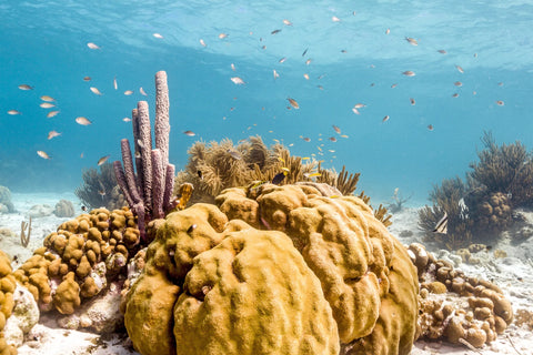 Silk sea sponge from the Mediterranean Sea