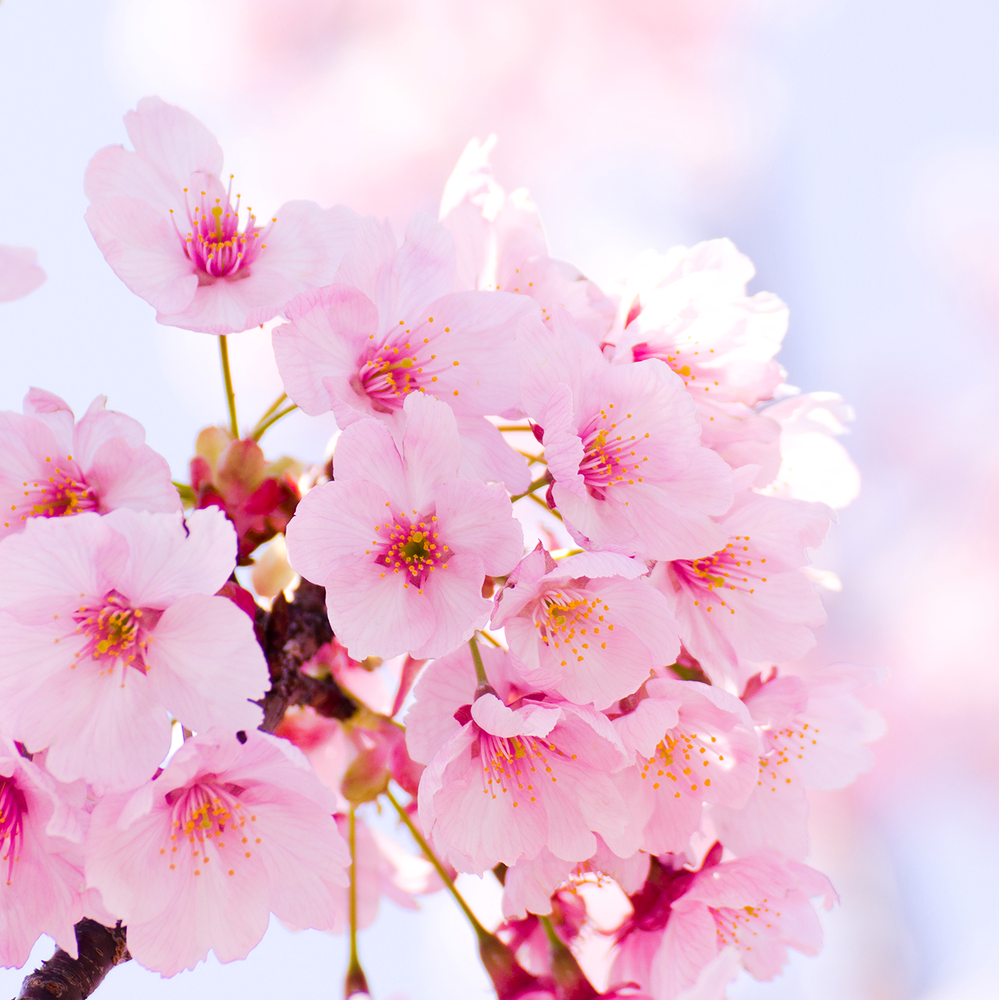 Hanami flower