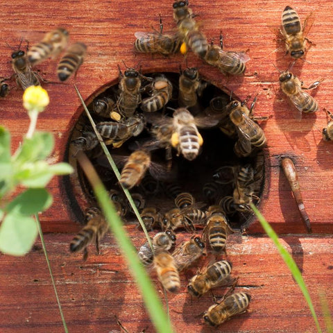 Mellifera.de Honeybees entering beehive