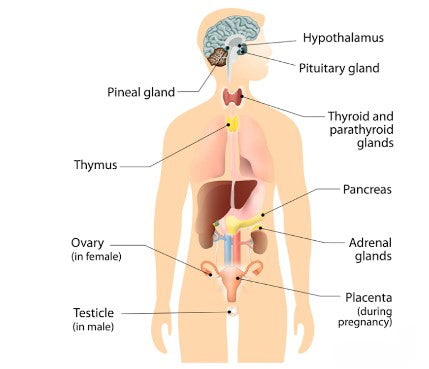 The endocrine system