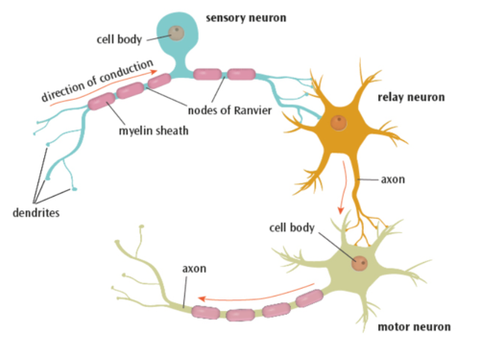 The structure and function of neurons 