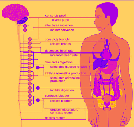 the sympathetic nervous system