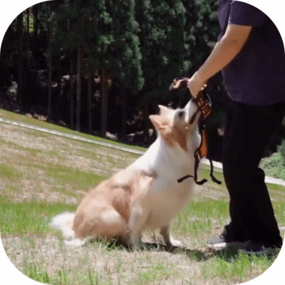Harnais anti traction : Démonstration de la facilité d'enfilage du harnais sur un chien.