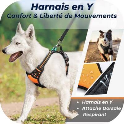 harnais-anti-traction : harnais en y avec attache dorsale et matière respirante