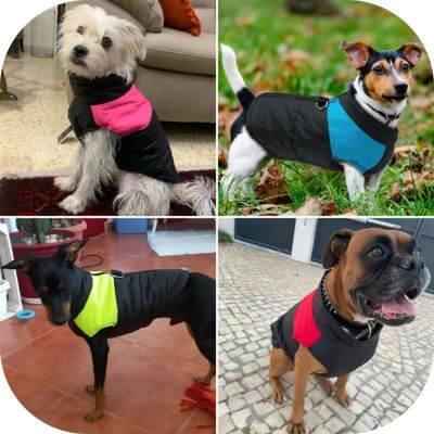 manteau harnais pour chien : chiens avec harnais de couleurs différentes montrant le style unique de ce harnais