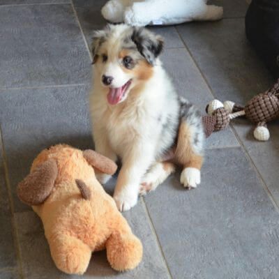 TB&W Jouet en peluche pour chien mignon, soulagement de l'anxiété