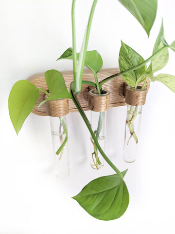 Plant lover gifts, people with plant-eating pets (and kids), Home Decorators