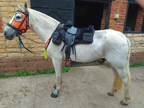 Looking very handsome ready for action in his Total Contact saddle - TCS treeless saddle