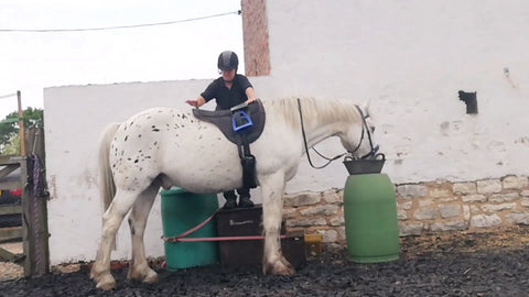 Horse being backed in a Total Contact Saddle - TCS Treeless saddle