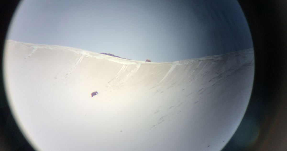 Breeding pair of bears on snow covered ridge viewed through a spotting scope