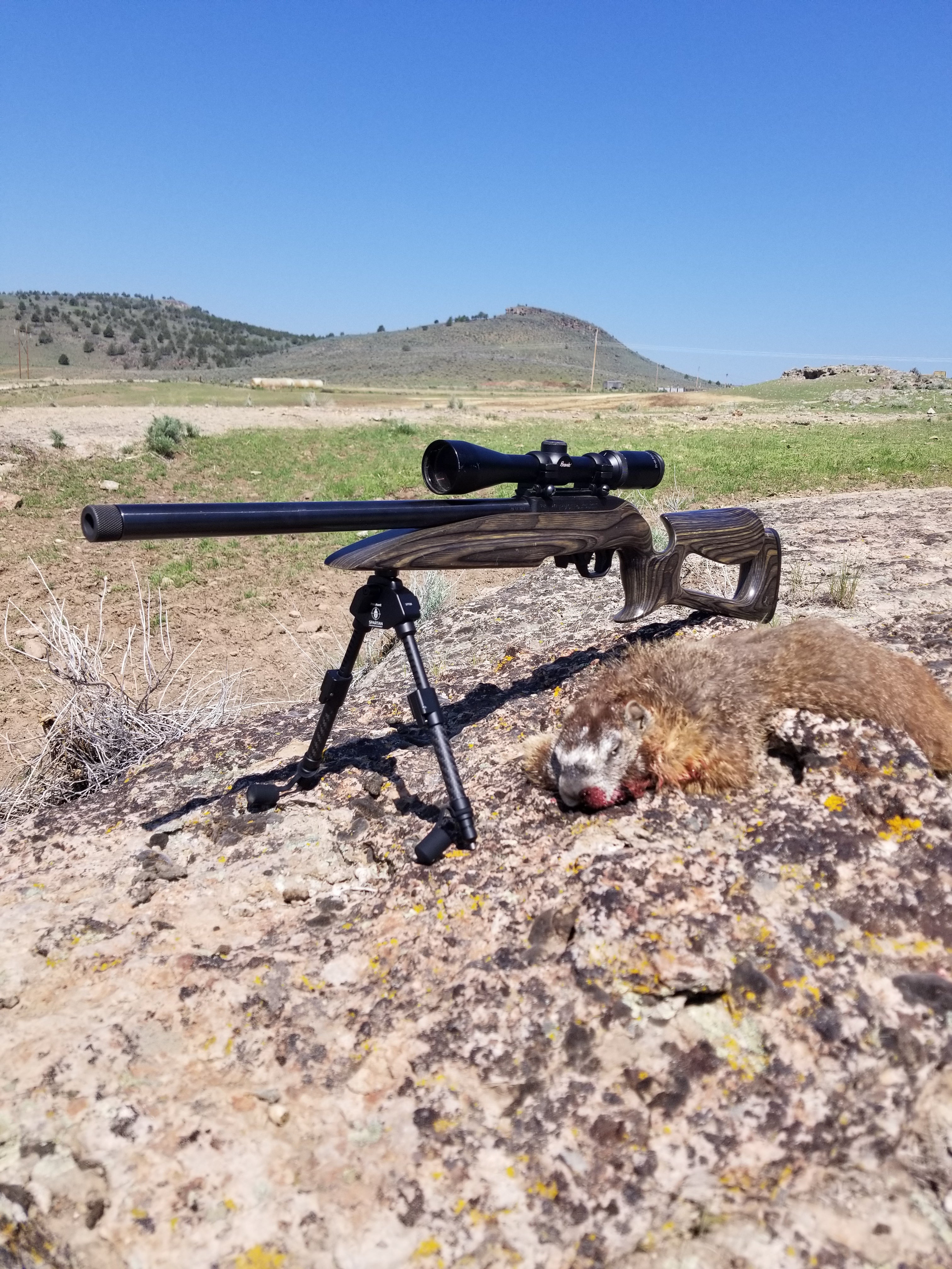 Rock chuck posed on boulder, next to Ruger 10/22 with Javelin Pro Hunt Tac bipod