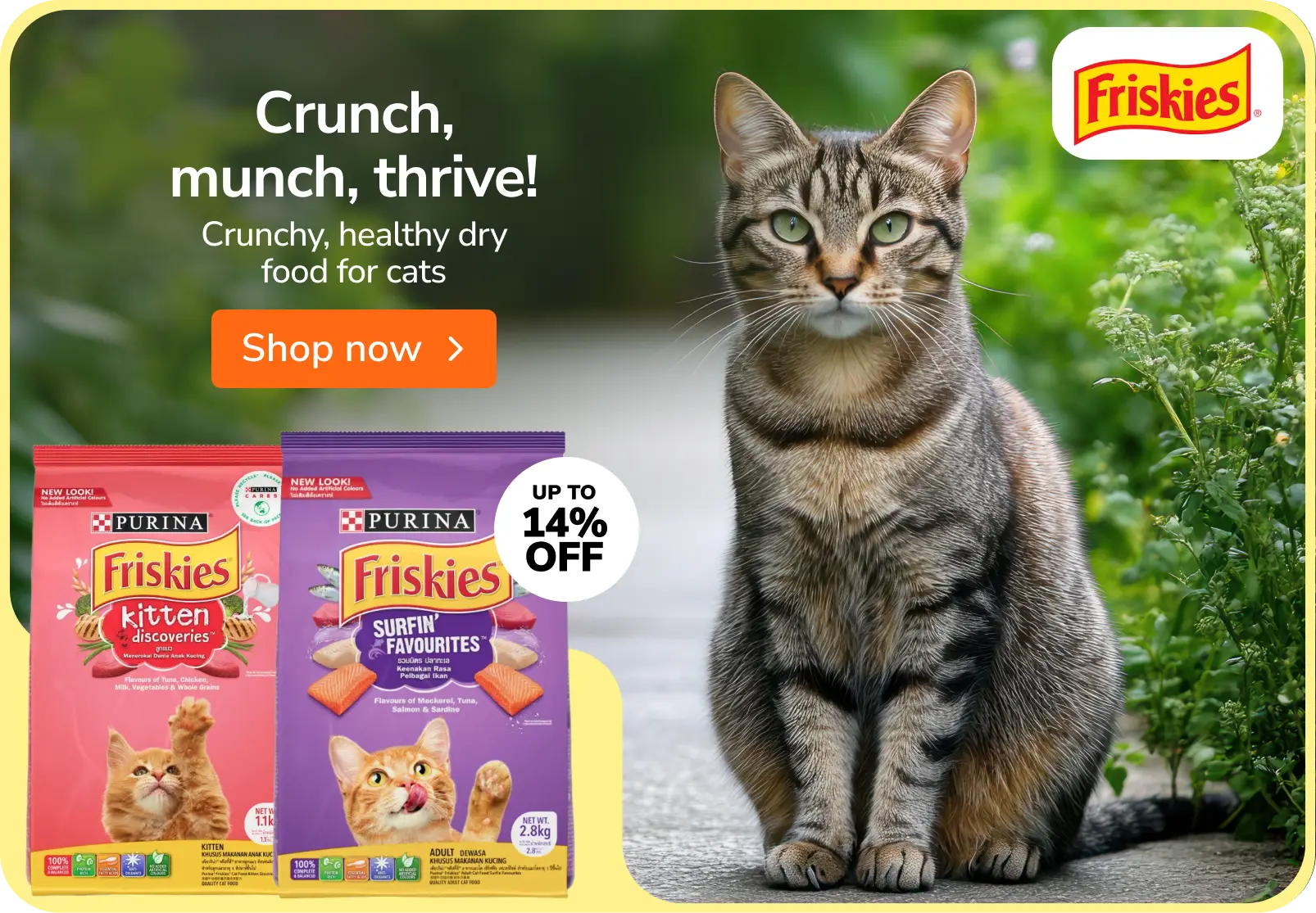 11th_june_mob_cat_1_friskies.webp__PID:ae153638-e29b-4561-9c2e-072b3eb90cbc