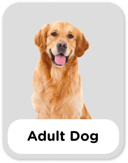 Adult Dog-min.png__PID:d6ba0590-09eb-44d6-bb4a-ef7036637f6a