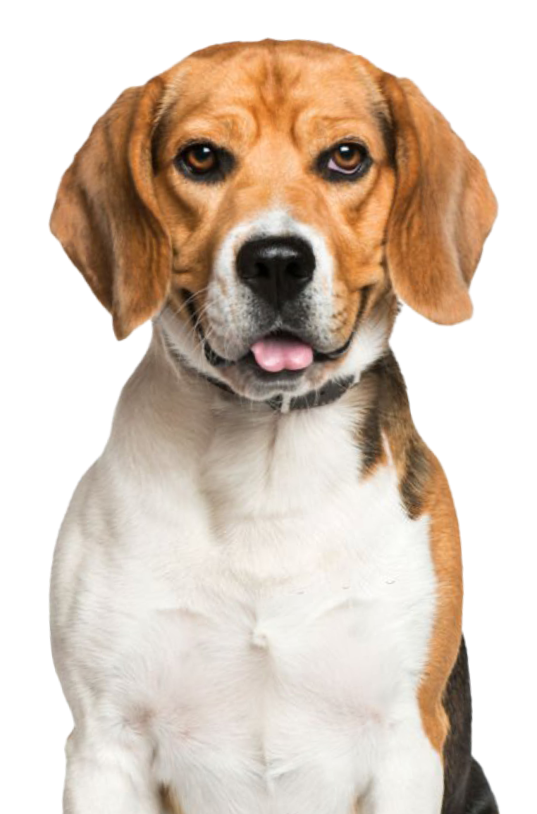 Beagle-health-image