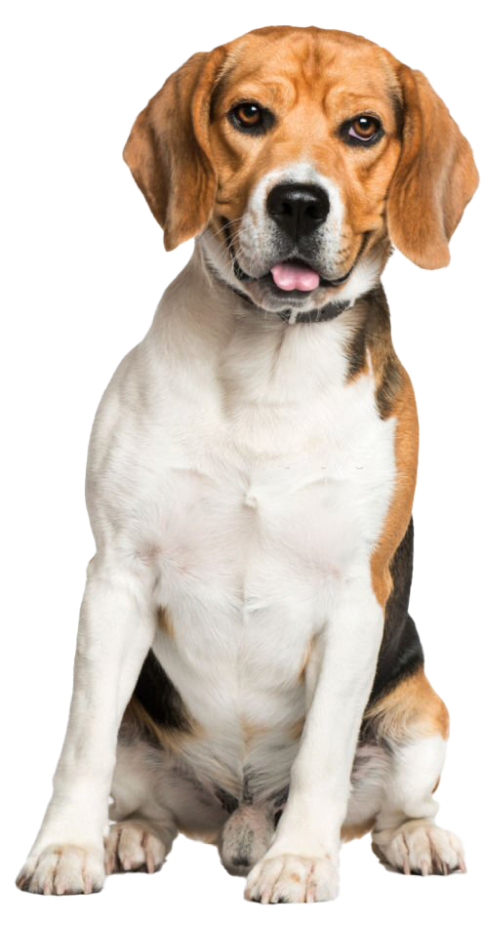 Beagle-health-image