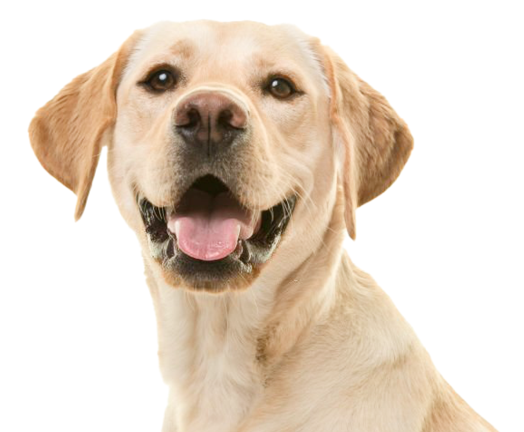 Labrador Retrievers