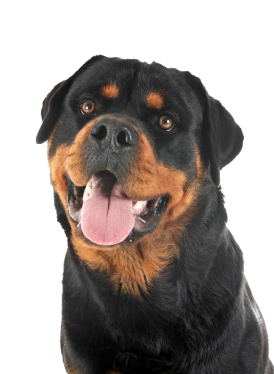 Rottweilers