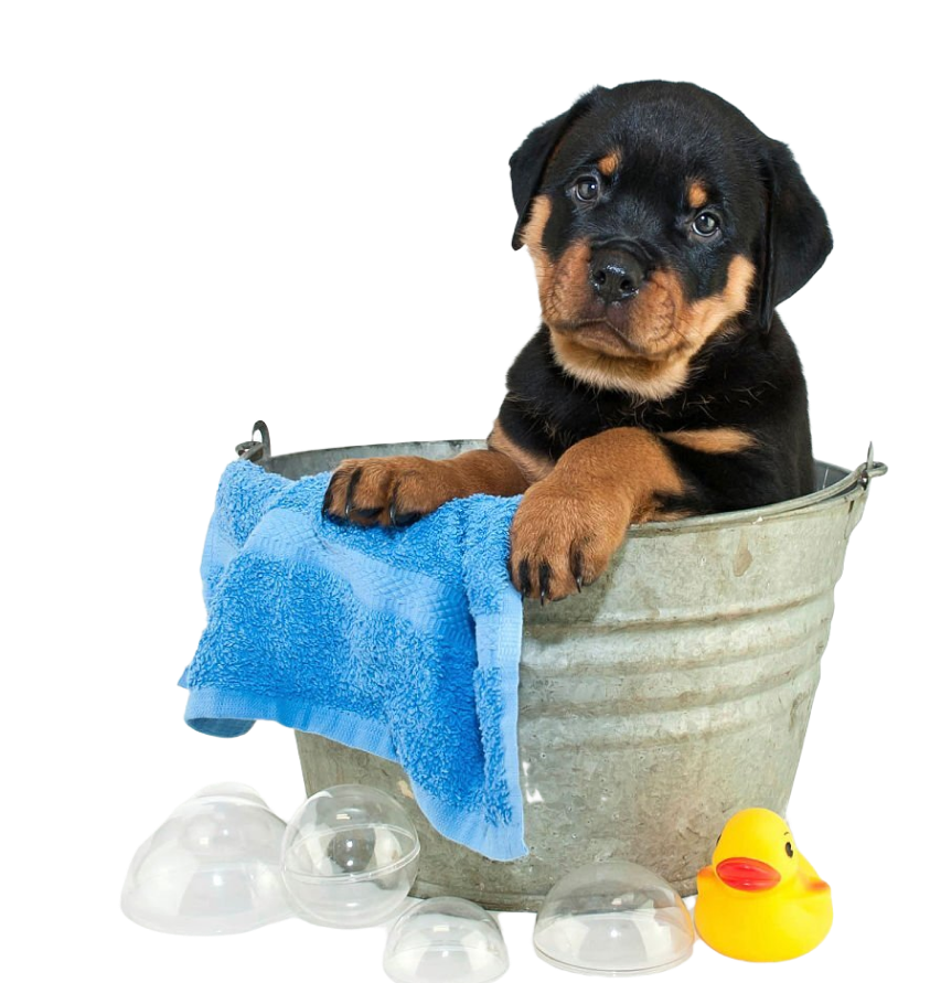 Rottweiler Grooming