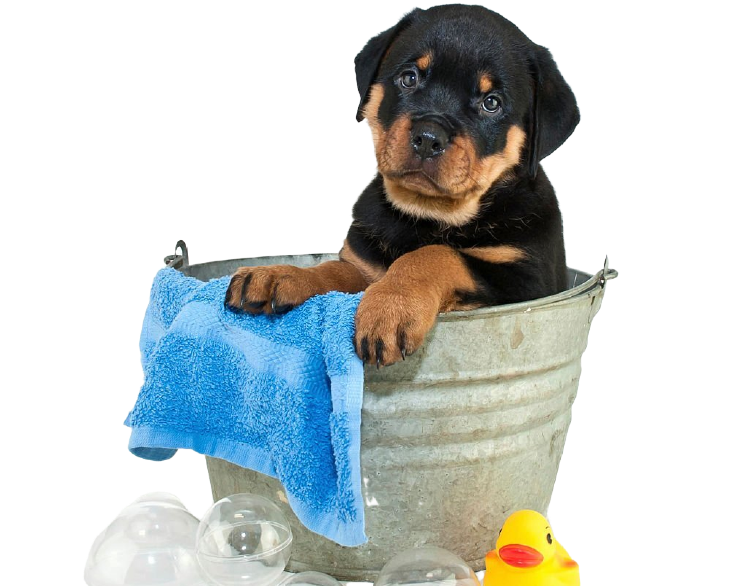 Rottweiler Grooming