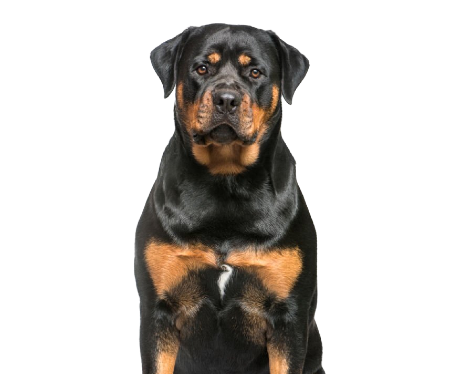 Rottweiler-health-image