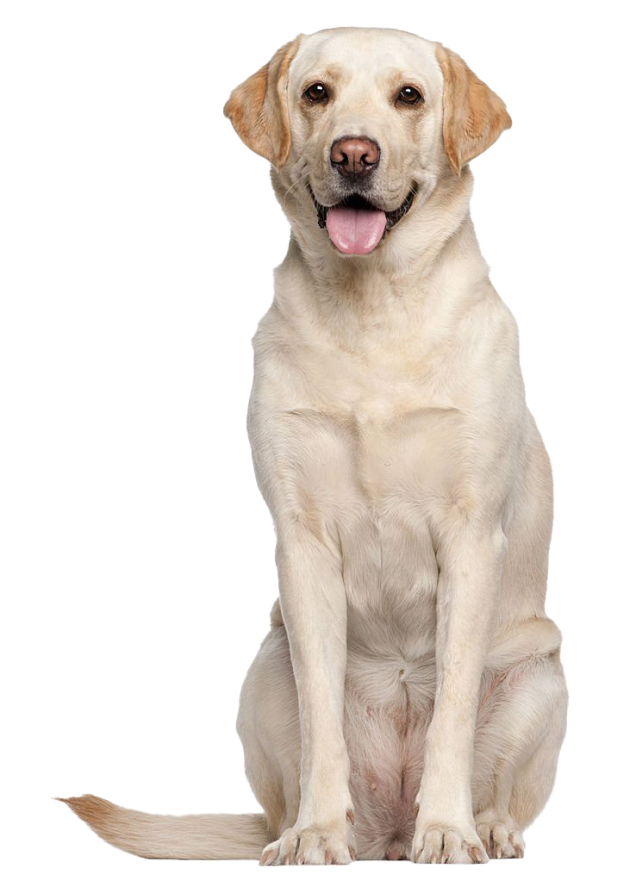 Labrador-health-image