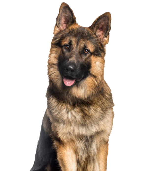 German Shepherd-health-image