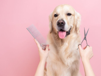 Golden Retriever Grooming