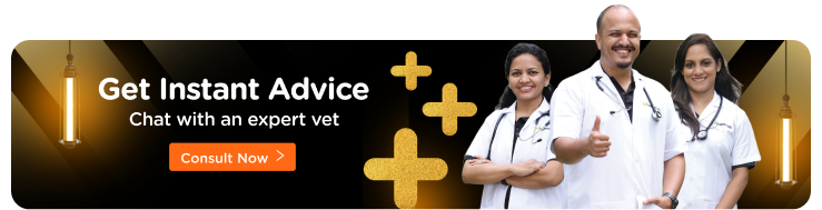 Instant Consultation (8 AM to 8 PM) Frame 106722382.png__PID:069c4db9-d2ae-4b7f-b4be-01b85feba87c