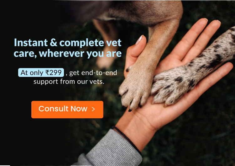 Pet Empire Veterinary Clinic and Wellness Center - Videos