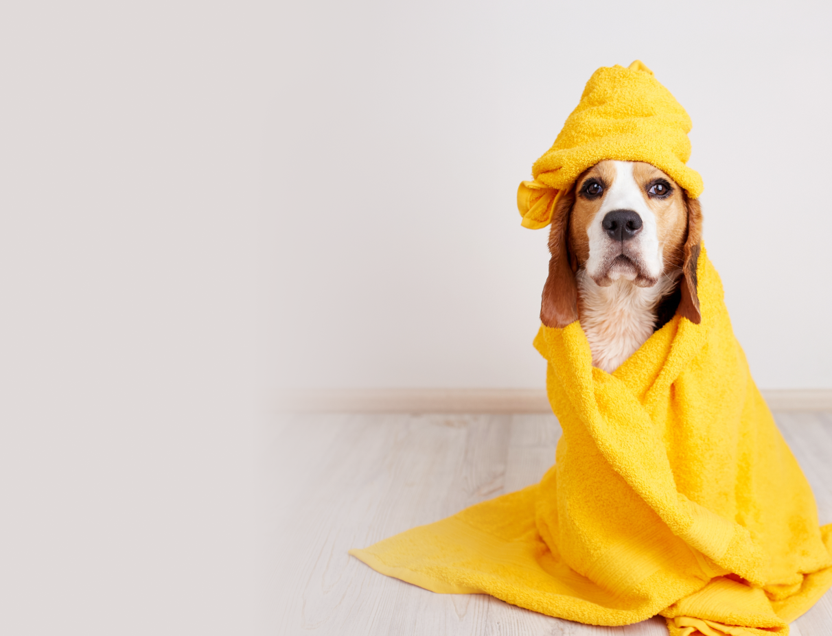 Beagle Grooming