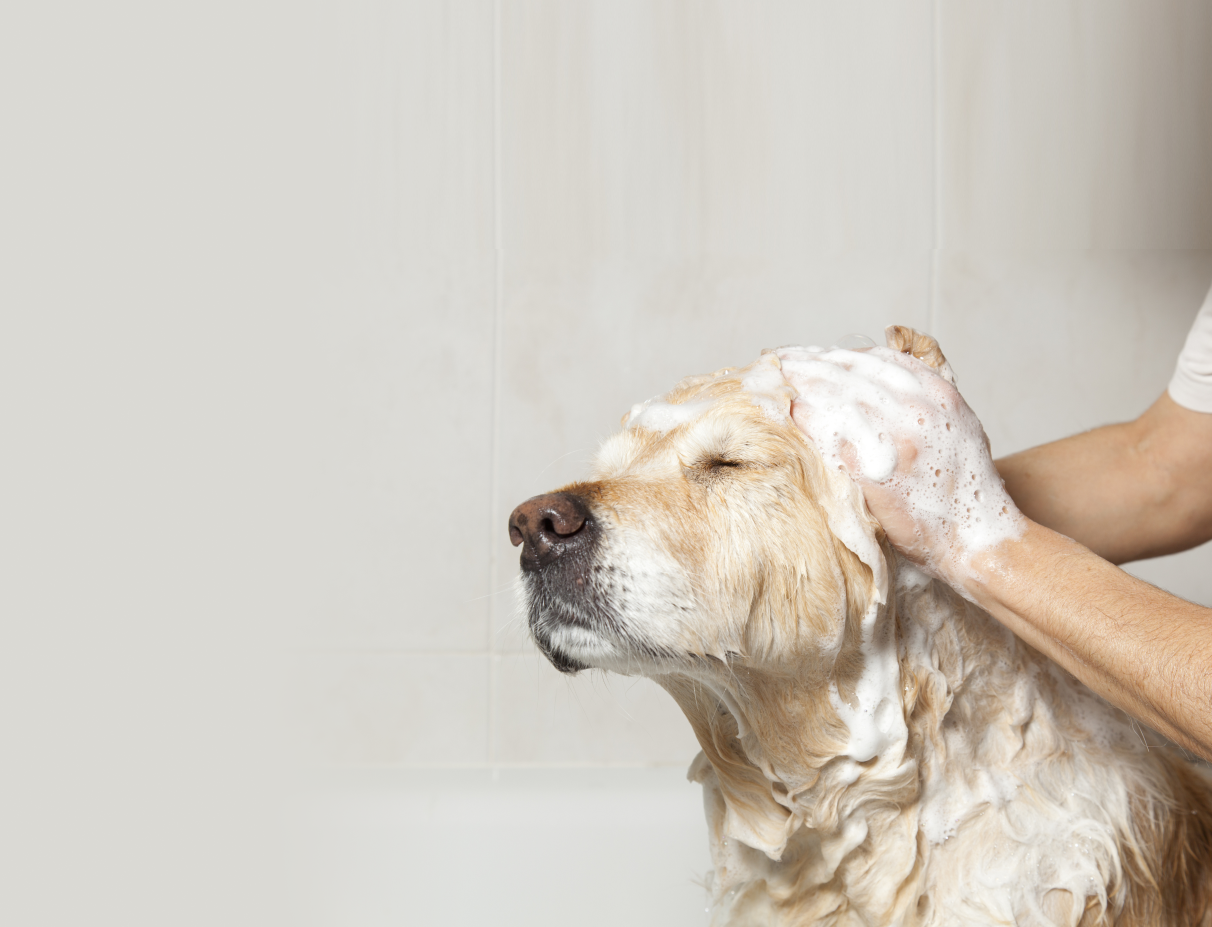 Labrador Grooming