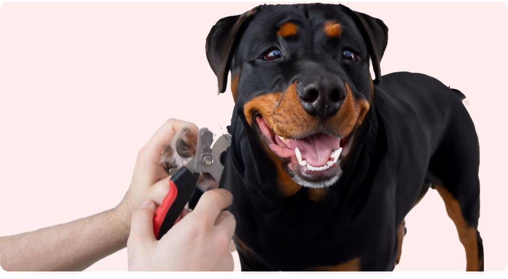 Paw cleaning