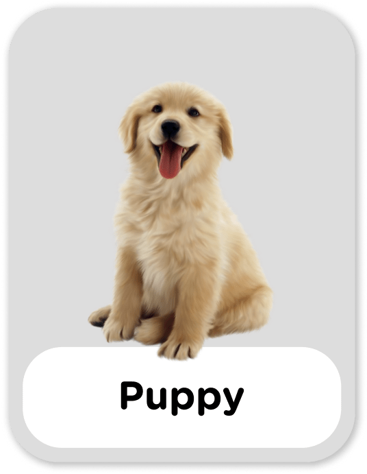 Puppy-min.png__PID:5f061d35-160f-4ad6-ba05-9009eb44d6bb