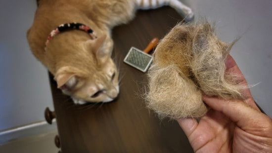 The Science of Hairballs: How Cats Form and Regurgitate Them