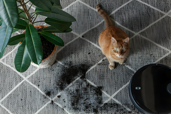 Cat sitting in a dirty environment
