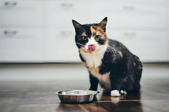 A Cat with an empty Bowl