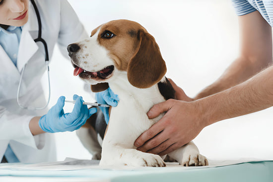 A Dog gets the DHPPi vaccine