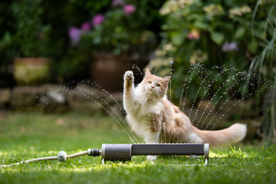 A Curious Cat Playing with the Sprinkler outdoors