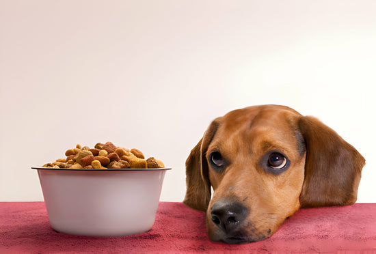 A Pup is sitting with a dog bowl full of kibble
