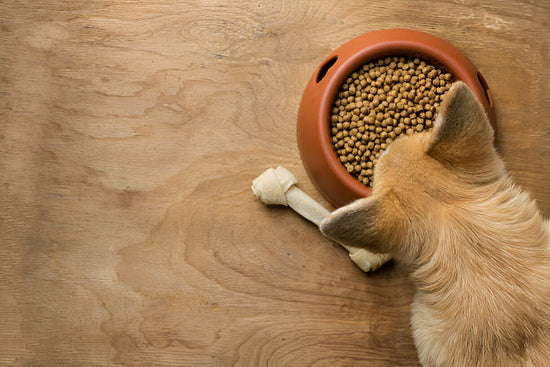 A Dog Having a Bowl of Artisanal Kibble