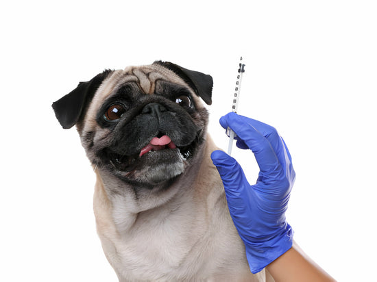 A Pug gets Ready for the Rabies Vaccine Shot