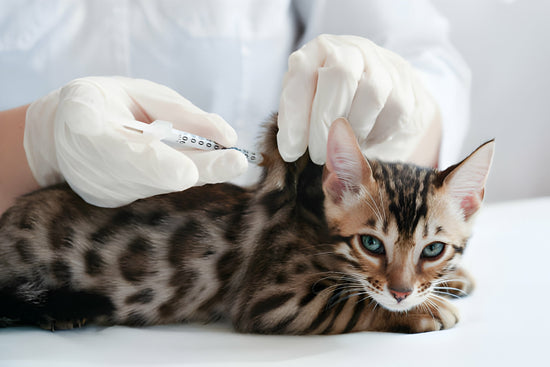 A Cat getting Vaccinated